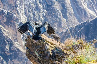 colca canyon adlı üç Condor