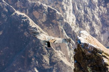 Condor colca Kanyon uçan