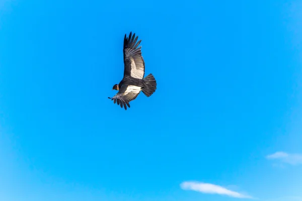 Kondor fliegen über Colca Canyon — Stockfoto