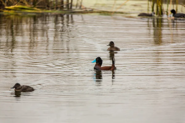 Aquatic seabirds — Stock Photo, Image