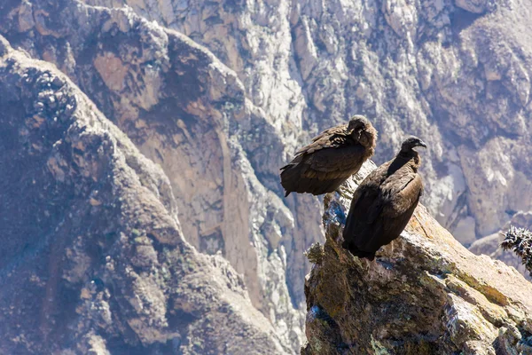 Cóndores en el cañón del Colca — Foto de Stock