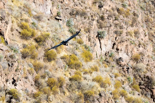 Flygande condor över colca canyon — Stockfoto