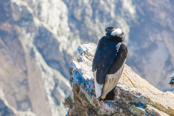 Condor al canyon di Colca seduta — Foto Stock