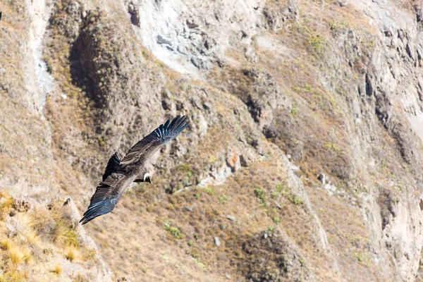 Condor voador sobre o cânion de Colca — Fotografia de Stock