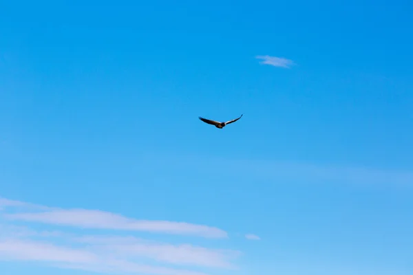 Létající condor nad colca canyon — Stock fotografie