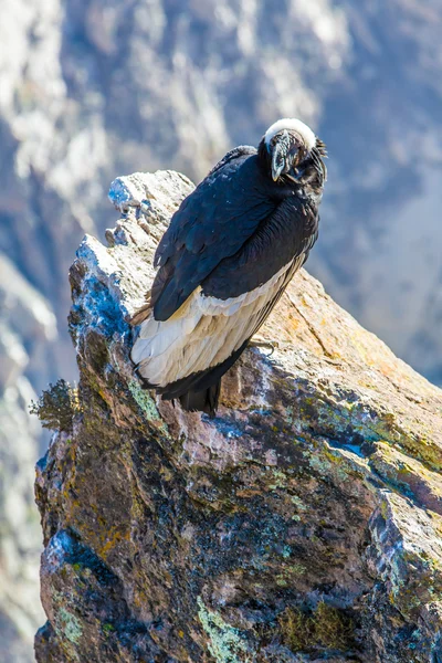 Cóndor sentado en el cañón del Colca — Foto de Stock