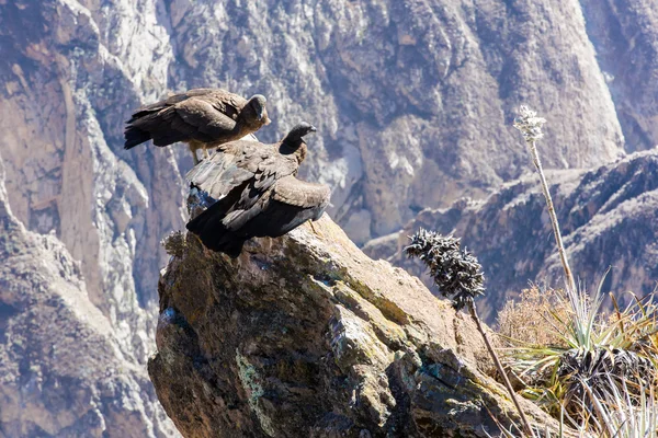 Condor at Colca canyon sitting — Stock Photo, Image