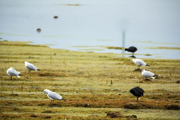 Aves marinhas aquáticas no lago — Fotografia de Stock
