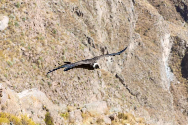 Flying condor — Stock Photo, Image