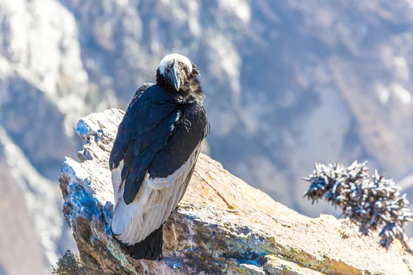 Cóndor sentado en el cañón del Colca — Foto de Stock