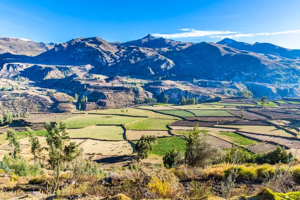 Colca Canyon, Peru — Stockfoto