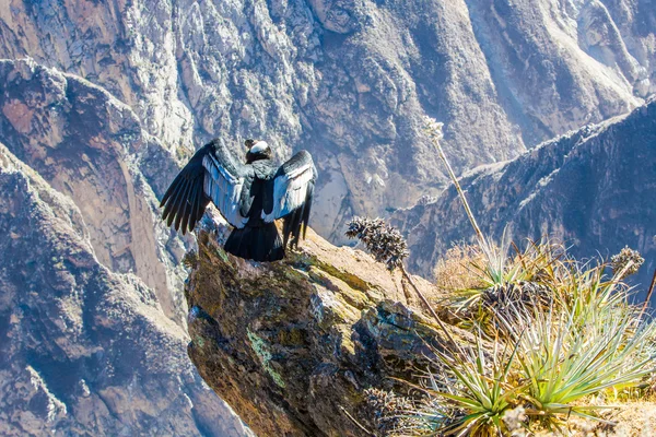 Condor em Colca canyon sentado — Fotografia de Stock