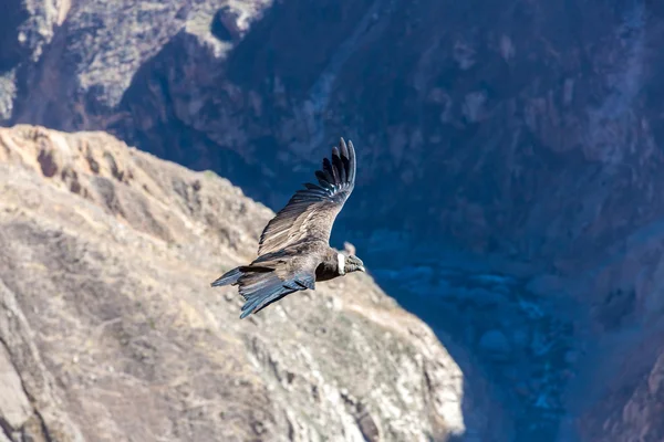 Kondor fliegen über Colca Canyon — Stockfoto