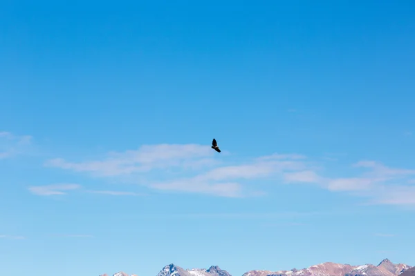 Flying condor over Colca canyon — Stock Photo, Image