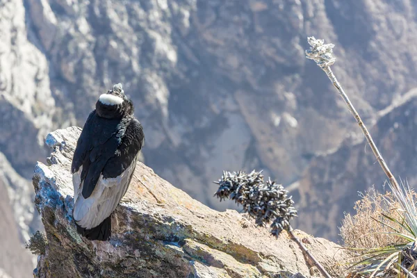 Condor em Colca canyon sentado — Fotografia de Stock