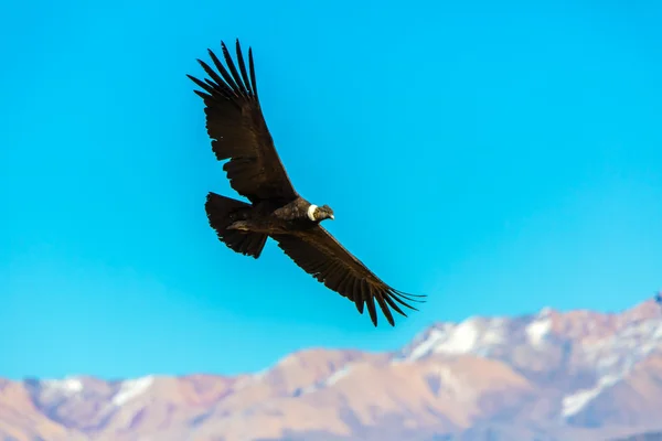 Flying condor over Colca canyon — Stock Photo, Image