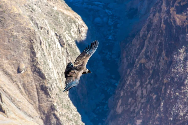 Condor repül a colca-kanyon — Stock Fotó