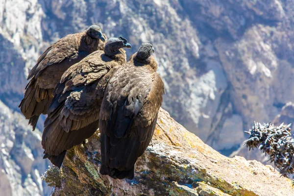 Drie condors op colca canyon — Stockfoto