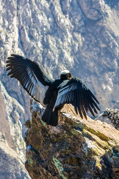 Flying condor over Colca canyon — Stock Photo, Image