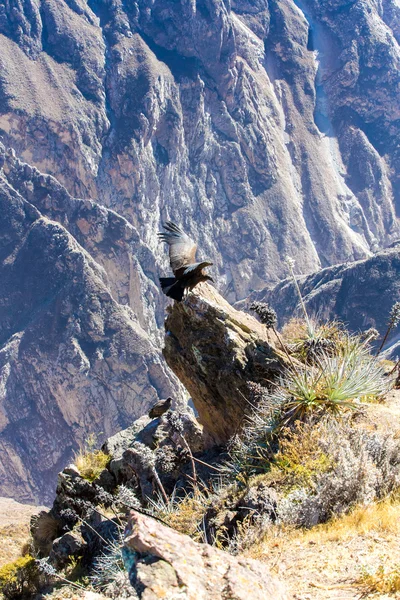 Condor al canyon di Colca seduta — Foto Stock