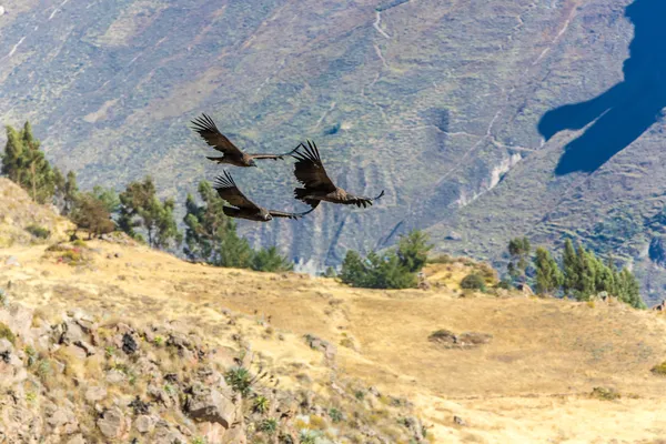 Flying condor over Colca canyon — Stock Photo, Image