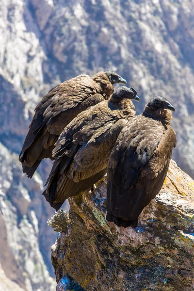 Üç Condor colca Kanyon oturan — Stok fotoğraf