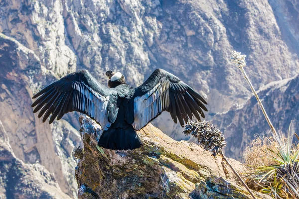 Condor adlı colca Kanyon oturan — Stok fotoğraf