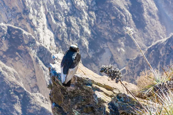 Três Condores no desfiladeiro de Colca — Fotografia de Stock