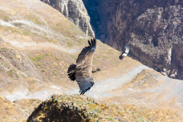 Cóndor volador sobre el cañón del Colca — Foto de Stock