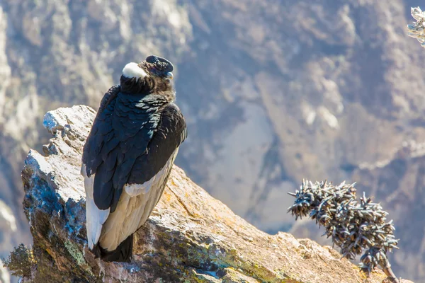 Condor adlı colca Kanyon oturan — Stok fotoğraf
