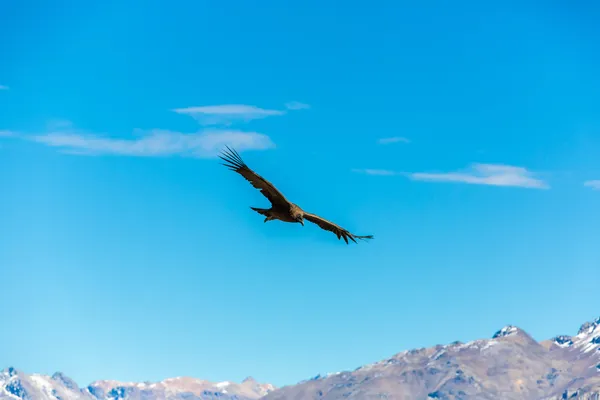 Condor latające nad kanion colca — Zdjęcie stockowe