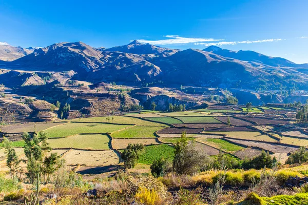 Colca Canyon, Peru — Stockfoto