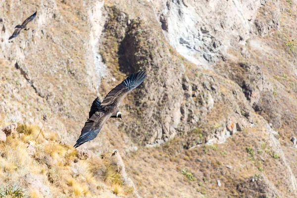 Latający condor — Zdjęcie stockowe