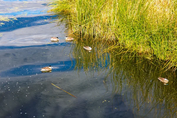 Titicaca Gölü, Güney Amerika — Stok fotoğraf