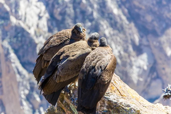 Üç Condor colca Kanyon oturan — Stok fotoğraf