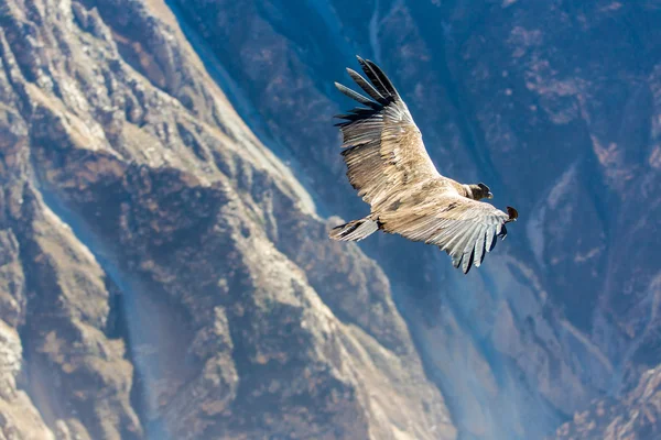 Condor volante sul canyon di Colca — Foto Stock