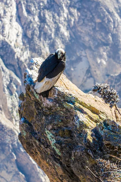 Condor at Colca canyon sitting — Stock Photo, Image