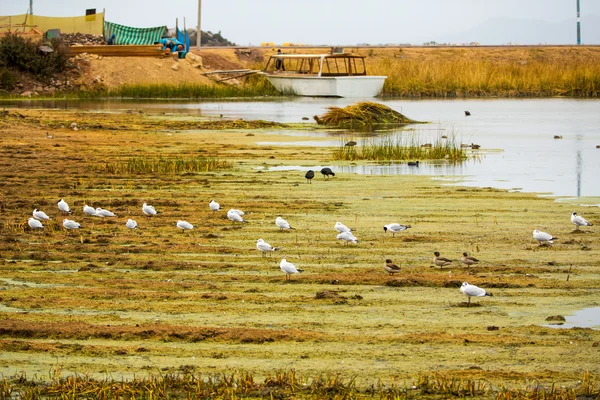 Aquatic seabirds — Stock Photo, Image