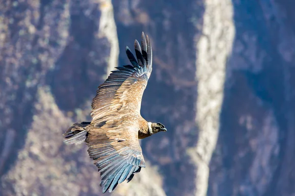 Cóndor volador sobre el cañón del Colca —  Fotos de Stock