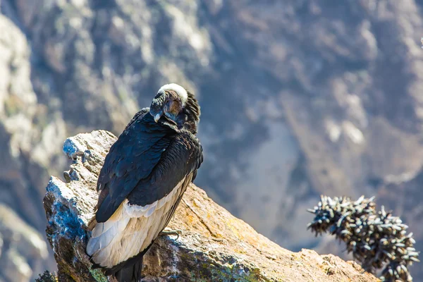 Condor at Colca canyon sitting — Stock Photo, Image