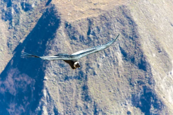 Flying condor — Stock Photo, Image