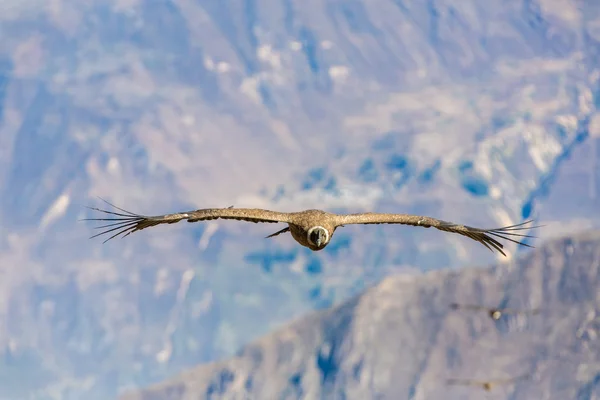 Flying condor — Stock Photo, Image