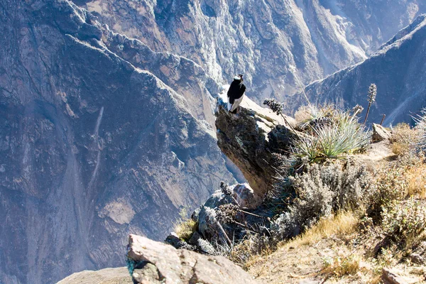 Condor na posiedzeniu kanion colca — Zdjęcie stockowe