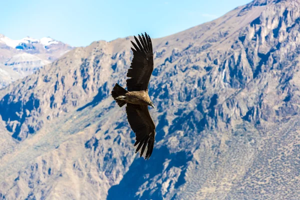 Cóndor volador sobre el cañón del Colca — Foto de Stock