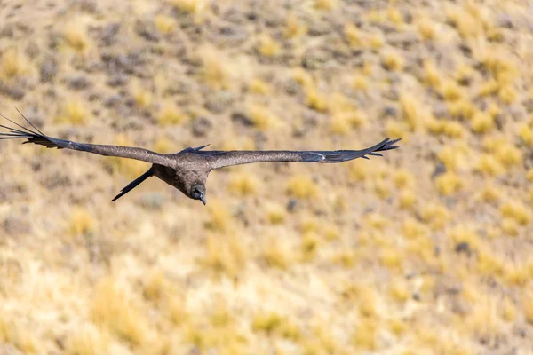 Repülő condor — Stock Fotó