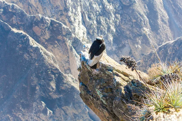 Condor adlı colca Kanyon oturan — Stok fotoğraf