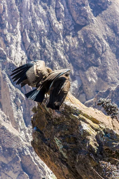 Condor at Colca canyon sitting — Stock Photo, Image