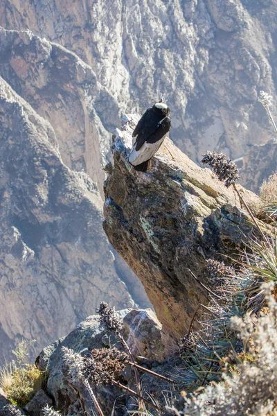 Condor na posiedzeniu kanion colca — Zdjęcie stockowe