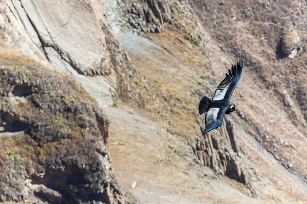 秃鹰飞越科尔卡大峡谷 — 图库照片