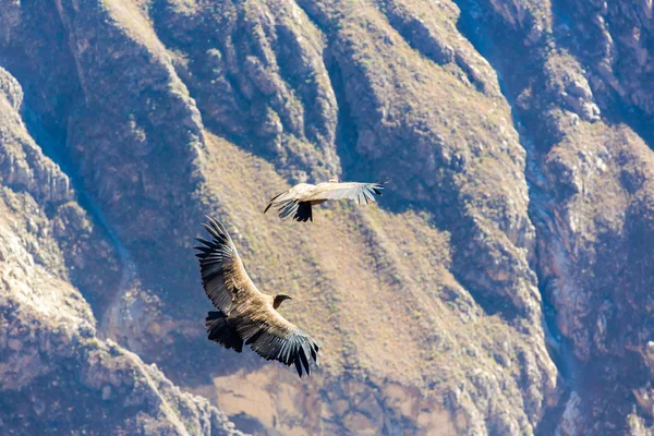 Latający condor — Zdjęcie stockowe